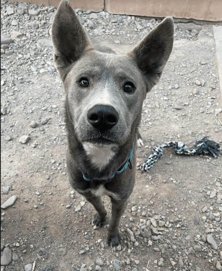 Rocky, an adoptable Husky & Shepherd Mix in Williamsburg, NM_image-4