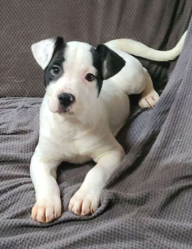 a dog that looks like a snowball