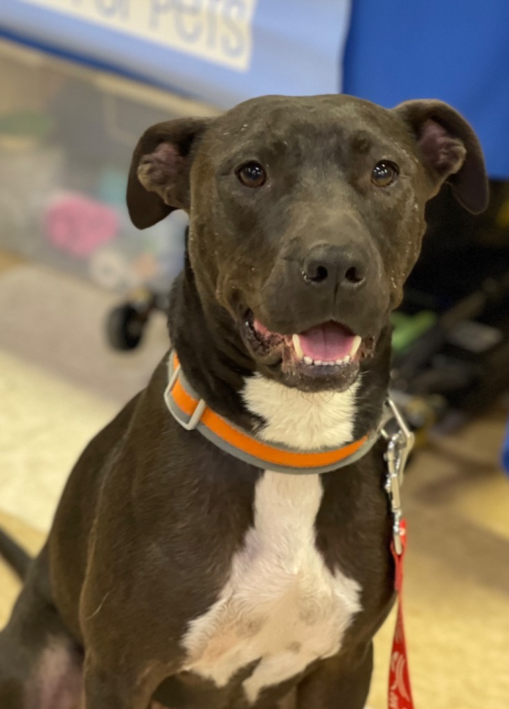 Joseph, an adoptable Labrador Retriever in Gilmer, TX, 75644 | Photo Image 1