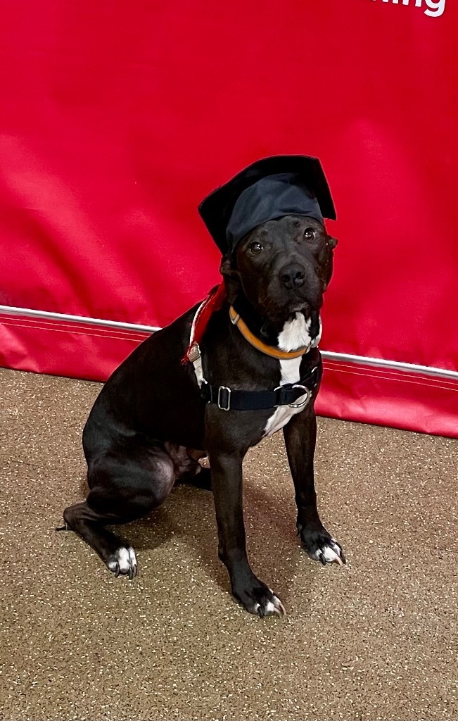 Joseph, an adoptable Labrador Retriever in Gilmer, TX, 75644 | Photo Image 1