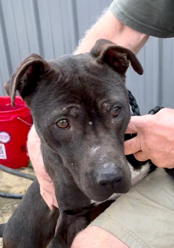 Joseph, an adoptable Labrador Retriever in Gilmer, TX, 75644 | Photo Image 3