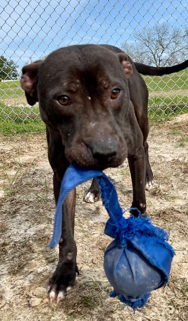 Joseph, an adoptable Labrador Retriever in Gilmer, TX, 75644 | Photo Image 6