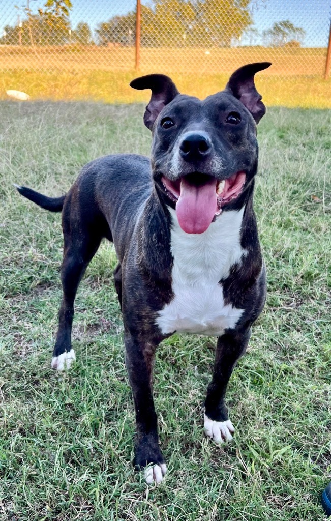 Mary, an adoptable Labrador Retriever in Gilmer, TX, 75644 | Photo Image 1