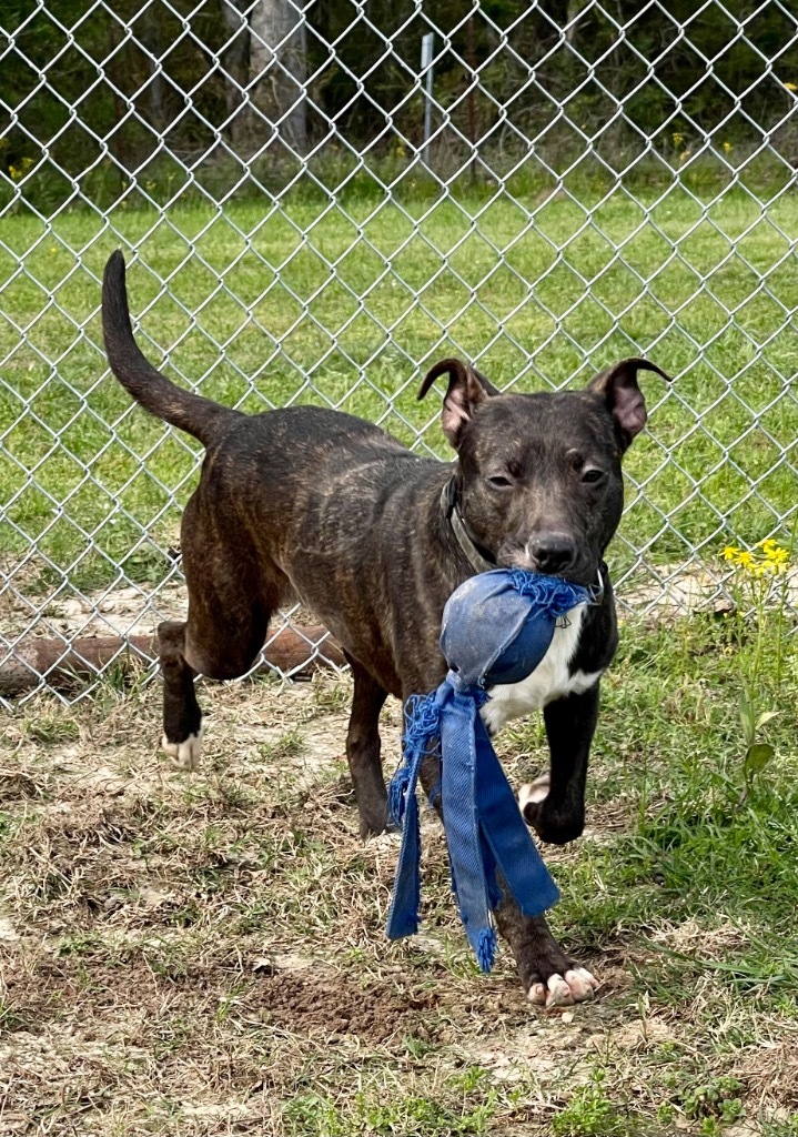 Mary, an adoptable Labrador Retriever in Gilmer, TX, 75644 | Photo Image 2