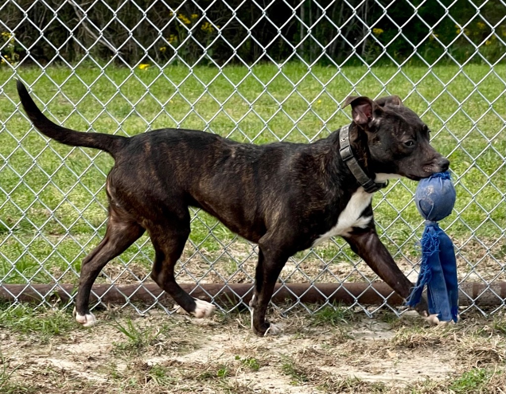 Mary, an adoptable Labrador Retriever in Gilmer, TX, 75644 | Photo Image 3