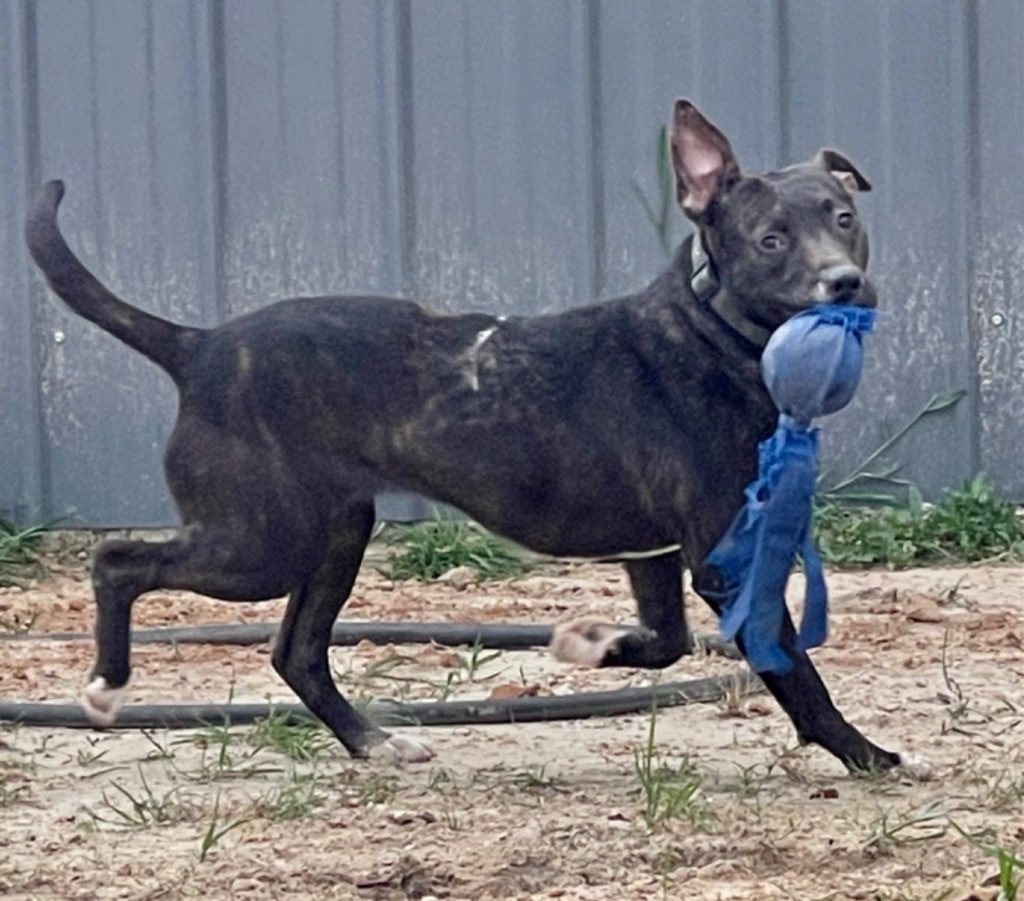 Mary, an adoptable Labrador Retriever in Gilmer, TX, 75644 | Photo Image 4