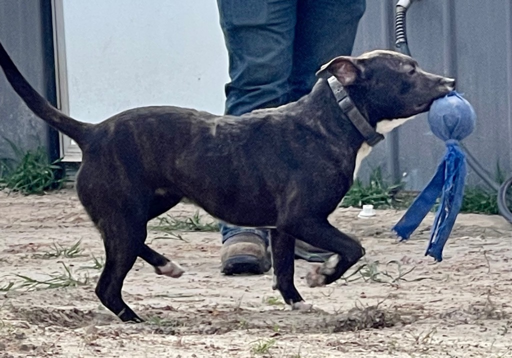 Mary, an adoptable Labrador Retriever in Gilmer, TX, 75644 | Photo Image 5