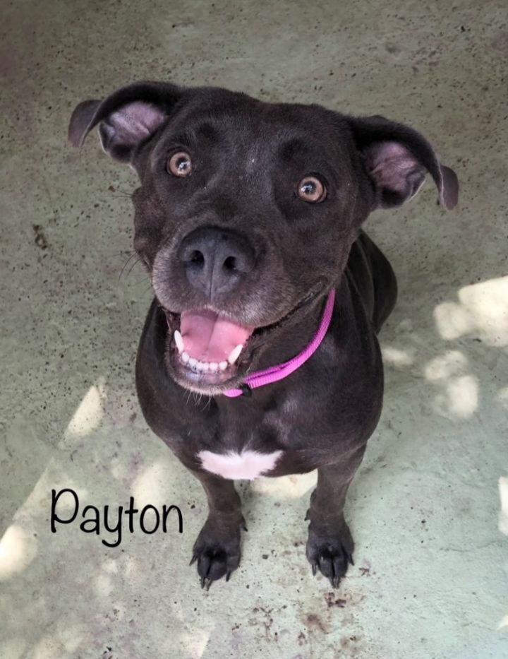 Payton, an adoptable Cattle Dog & American Staffordshire Terrier Mix in Fulton, TX_image-1