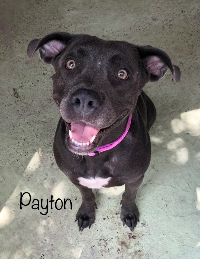 Payton, an adoptable Cattle Dog, American Staffordshire Terrier in Fulton, TX, 78358 | Photo Image 1