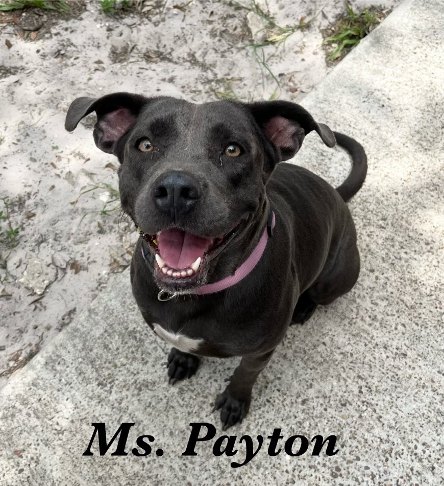 Payton, an adoptable Cattle Dog, American Staffordshire Terrier in Fulton, TX, 78358 | Photo Image 1