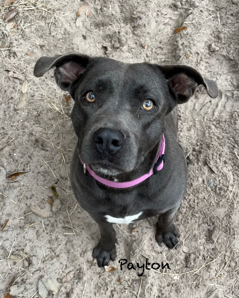 Payton, an adoptable Cattle Dog, American Staffordshire Terrier in Fulton, TX, 78358 | Photo Image 1