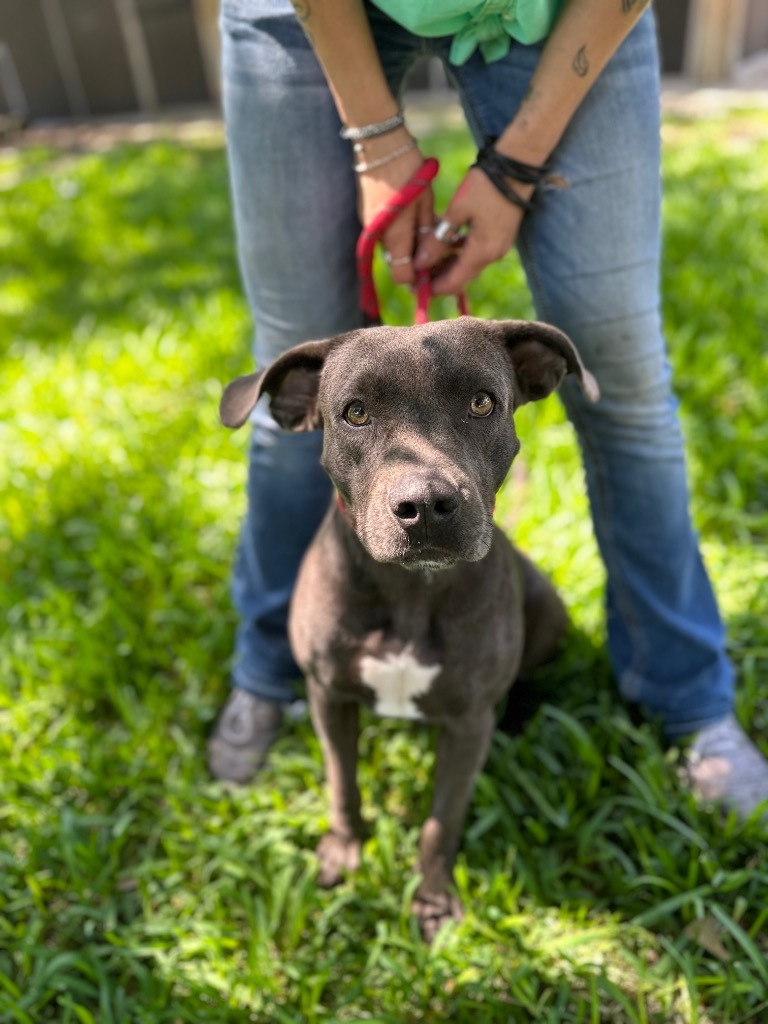 Payton, an adoptable Cattle Dog, American Staffordshire Terrier in Fulton, TX, 78358 | Photo Image 3