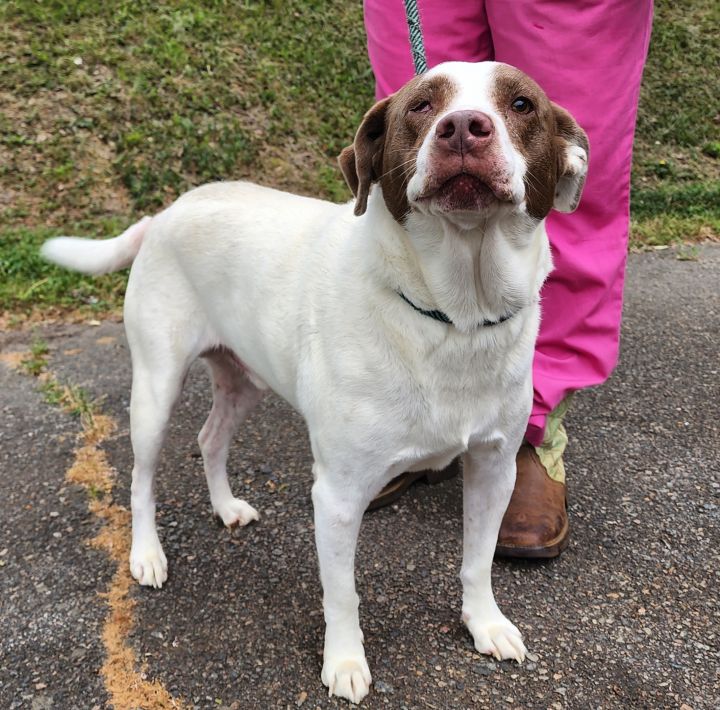 Remi, an adopted Pointer Mix in Milledgeville, GA_image-1