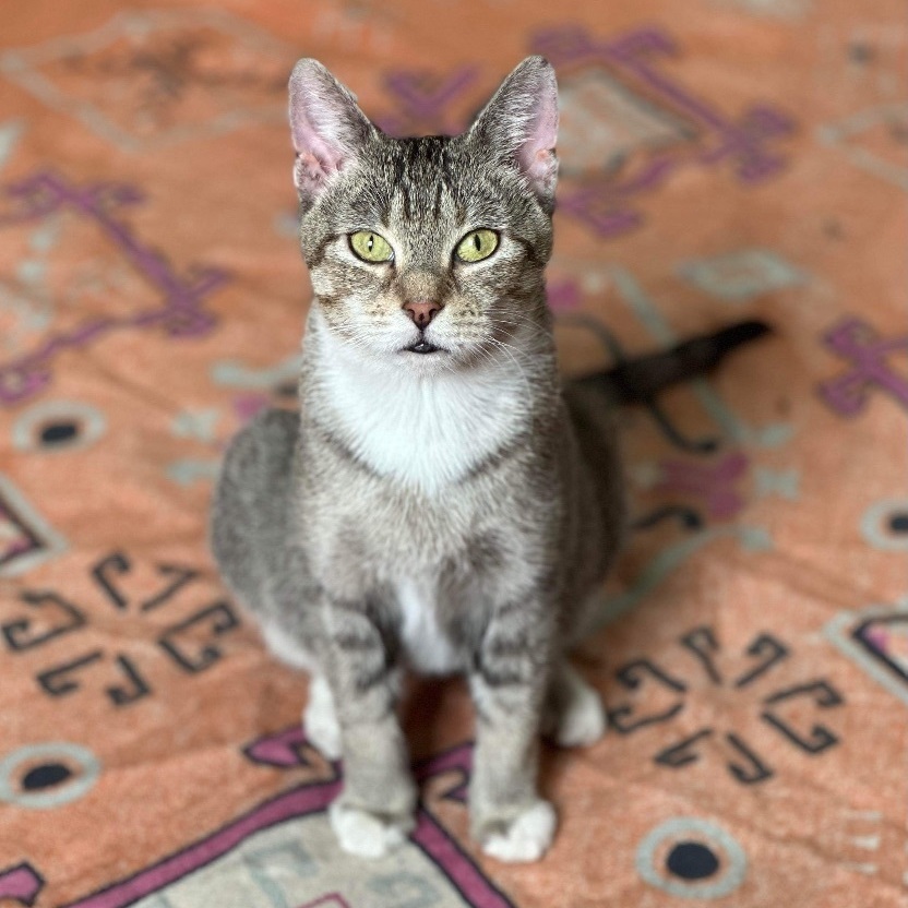 Cat for adoption Lennon, a Domestic Short Hair in Buffalo, NY Petfinder