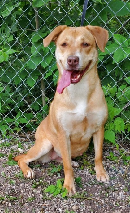 Bailey (5680), an adoptable Labrador Retriever in Lake City, MI, 49651 | Photo Image 2