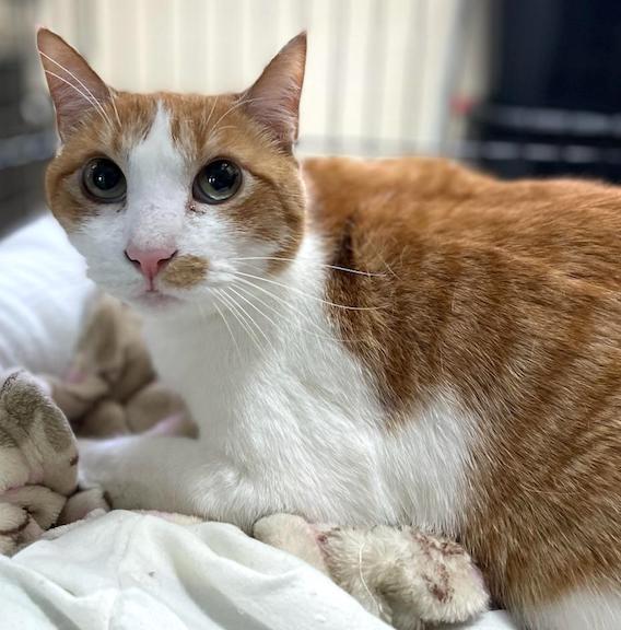 Sandy, an adoptable Domestic Short Hair in Albemarle, NC, 28001 | Photo Image 3