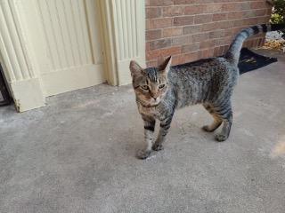 K.K, an adoptable Domestic Short Hair in Claremore, OK, 74017 | Photo Image 2