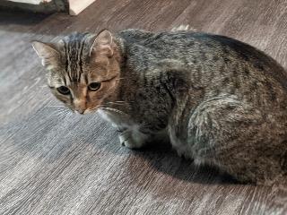 K.K, an adoptable Domestic Short Hair in Claremore, OK, 74017 | Photo Image 3