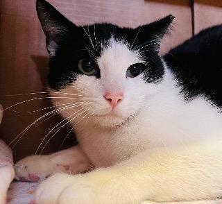 Bogart, an adoptable Domestic Short Hair in Claremore, OK, 74017 | Photo Image 2