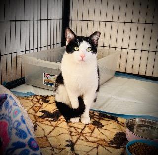 Bogart, an adoptable Domestic Short Hair in Claremore, OK, 74017 | Photo Image 3