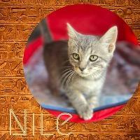 Ni, an adoptable Domestic Short Hair in Claremore, OK, 74017 | Photo Image 3