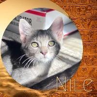 Ni, an adoptable Domestic Short Hair in Claremore, OK, 74017 | Photo Image 4