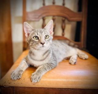 Ni, an adoptable Domestic Short Hair in Claremore, OK, 74017 | Photo Image 5