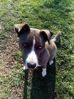 Barklee, an adoptable Husky in Claremore, OK, 74017 | Photo Image 1
