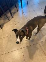 Barklee, an adoptable Husky in Claremore, OK, 74017 | Photo Image 3