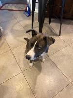 Barklee, an adoptable Husky in Claremore, OK, 74017 | Photo Image 4