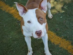 Dog for adoption - PRADA, an American Staffordshire Terrier Mix in  Tallahassee, FL | Petfinder