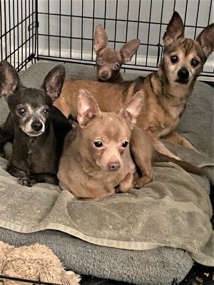 CHIHUAHUAS - FOSTER OR FOREVER HOMES NEEDED!