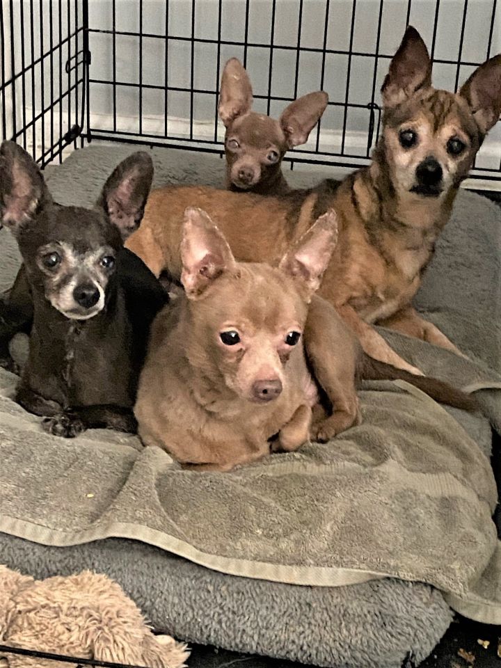 CHIHUAHUAS - FOSTER OR FOREVER HOMES NEEDED! 1