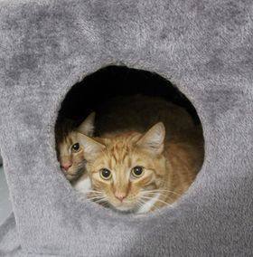 Sunny, an adoptable Domestic Short Hair in Missoula, MT_image-2
