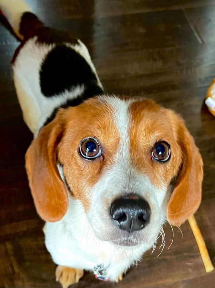 Miss Maci Mae, an adopted Beagle & Dachshund Mix in Palatine, IL_image-4