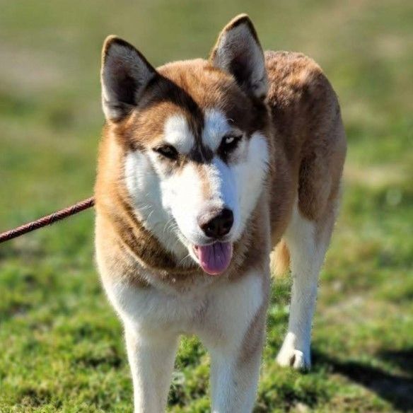 Odin 1