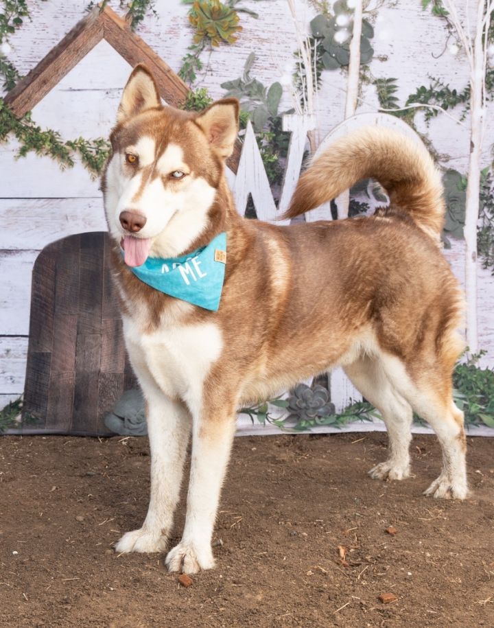 Odin, an adoptable Husky Mix in Lacey, WA_image-2