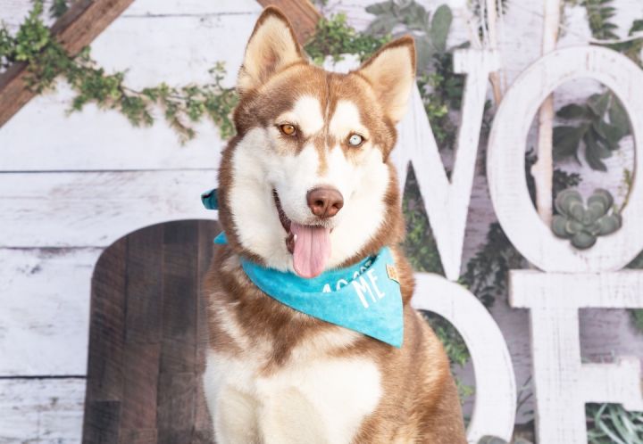 Odin, an adoptable Husky Mix in Lacey, WA_image-3