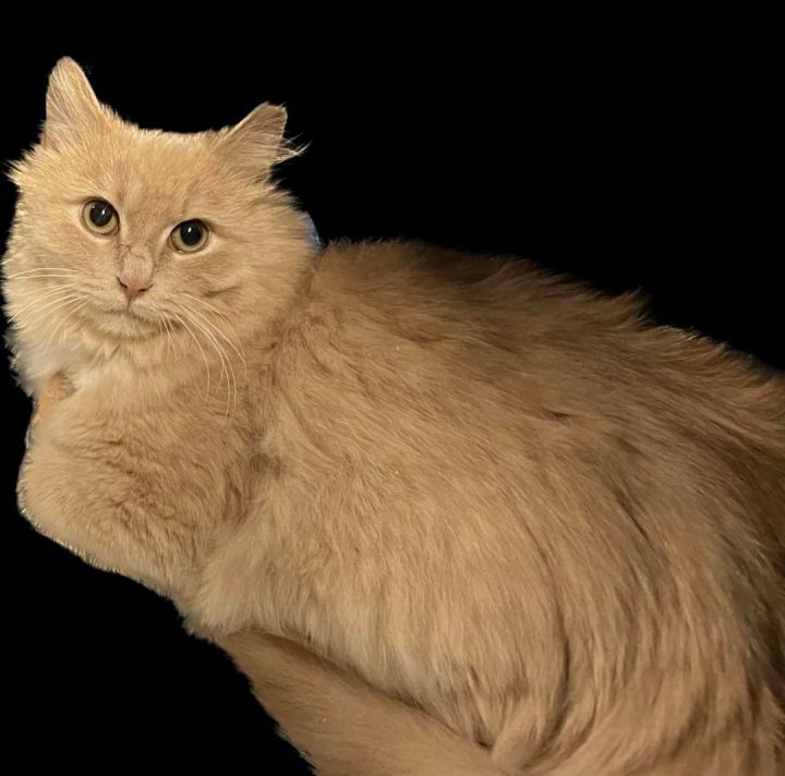Straybies, an adoptable Domestic Long Hair in Cleveland, OH_image-1