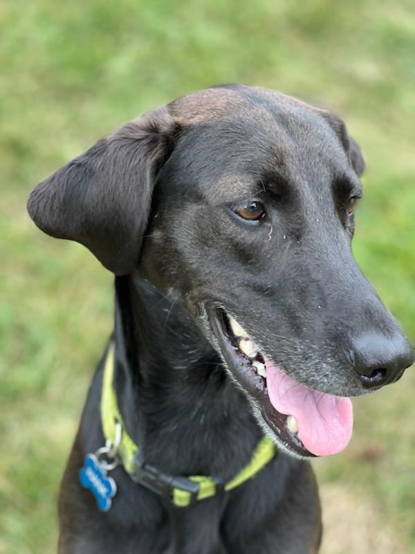 Hank, an adoptable Black Labrador Retriever & American Foxhound Mix in Indianapolis, IN_image-2