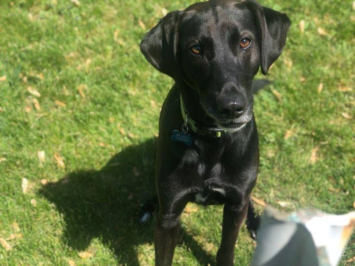 Hank, an adoptable Black Labrador Retriever & American Foxhound Mix in Indianapolis, IN_image-4