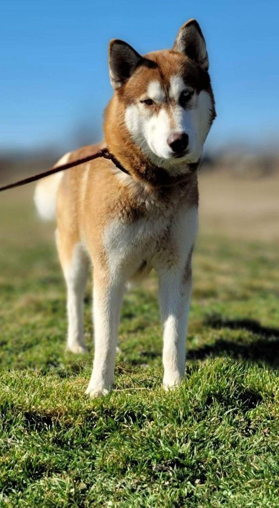 Odin, an adoptable Husky Mix in Mount Vernon, WA_image-3