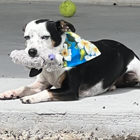 Kai, an adoptable Jack Russell Terrier & Terrier Mix in Keaau, HI_image-3
