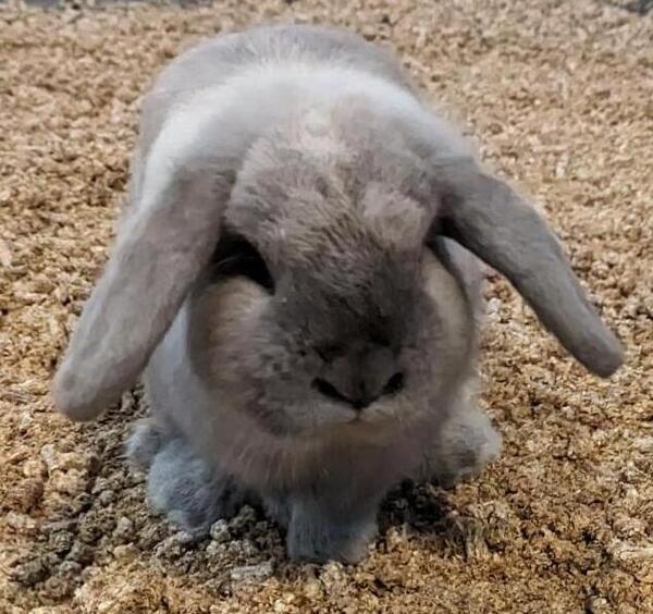 Oswald, an adoptable Lop Eared Mix in Nanaimo, BC_image-2