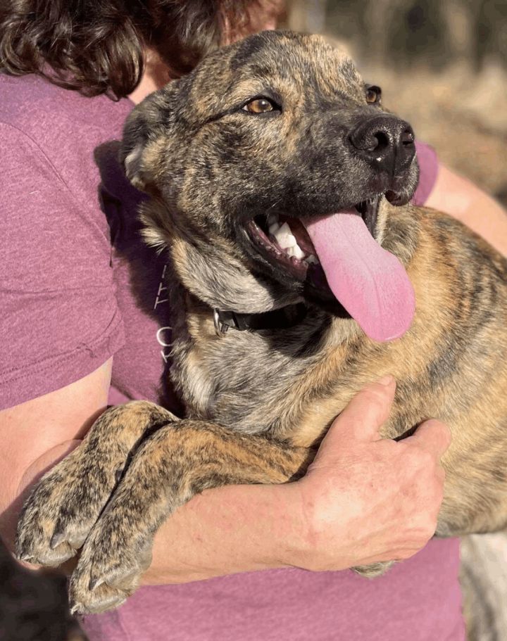 Lewis, an adoptable Plott Hound & Mountain Cur Mix in Woburn, MA_image-3