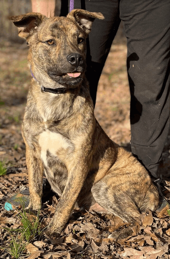 Lewis, an adoptable Plott Hound & Mountain Cur Mix in Woburn, MA_image-5