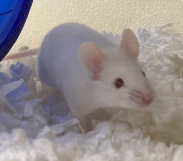 Jefferson, an adoptable Mouse in Oshkosh, WI_image-1