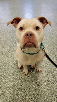 Sasha, an adoptable American Bulldog Mix in Williamsport, PA_image-1