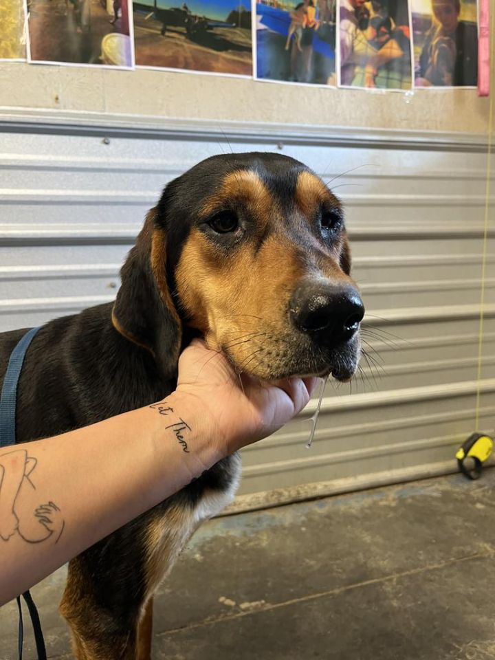 H207, an adoptable Black and Tan Coonhound Mix in Mullins, SC_image-1