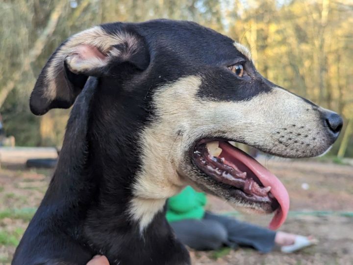 SPIRIT, an adoptable Rottweiler & German Shepherd Dog Mix in East Dover, VT_image-4